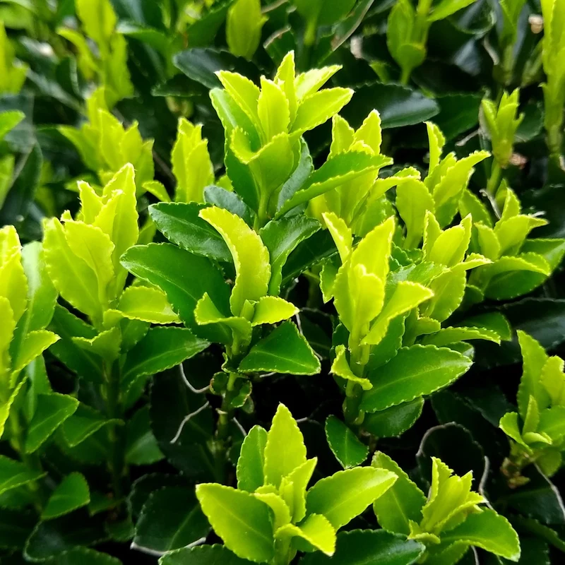 Fusain du Japon 'Green Spire'