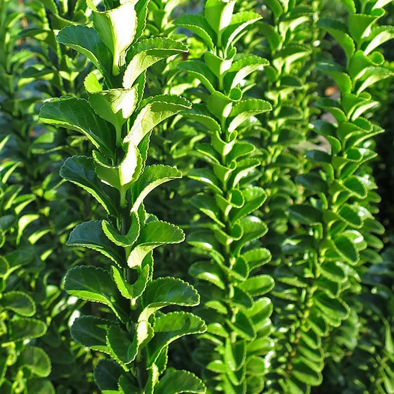 Fusain du Japon 'Green Spire'