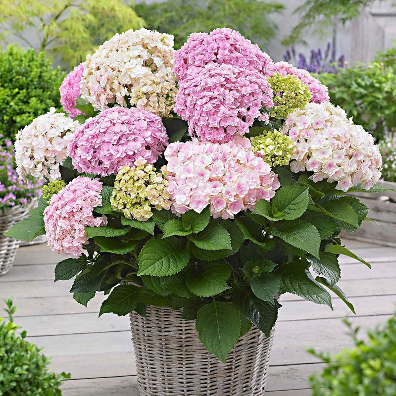 Hortensia Doppio Nuvola