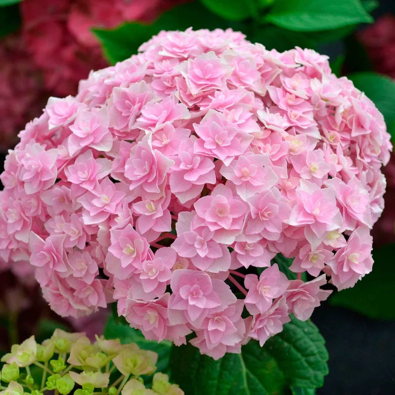 Hortensia Doppio Nuvola