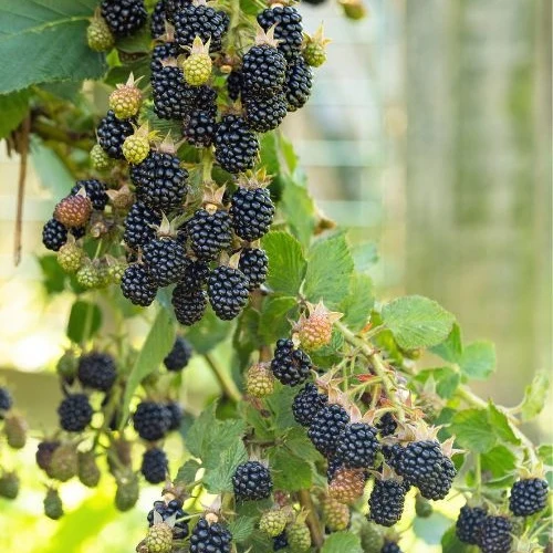Mûrier Little Black Prince
