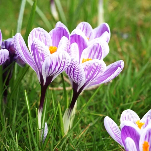 15 Crocus Pick Wick