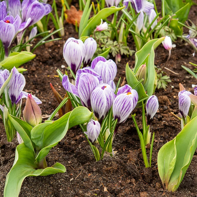 15 Crocus Pick Wick
