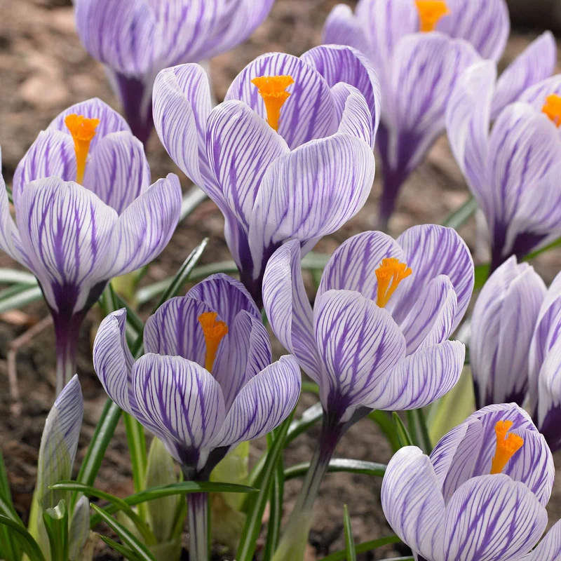15 Crocus Pick Wick
