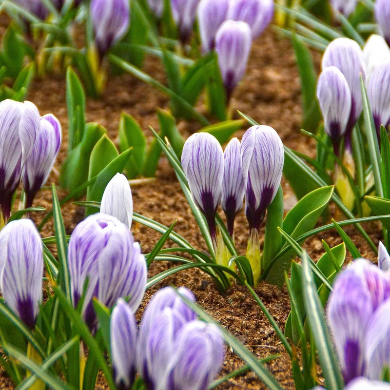 15 Crocus Pick Wick