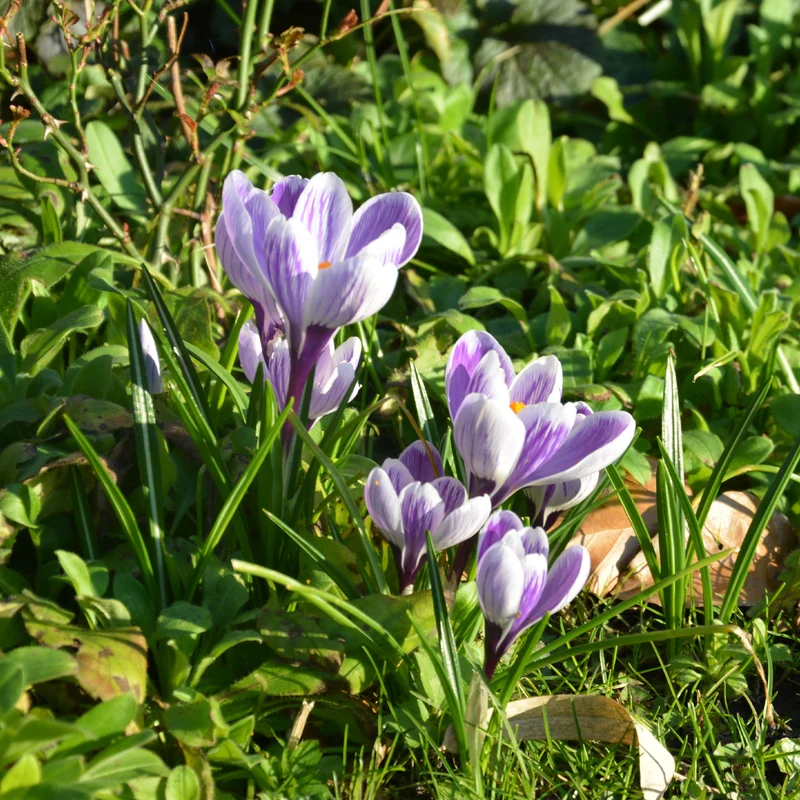 15 Crocus Pick Wick