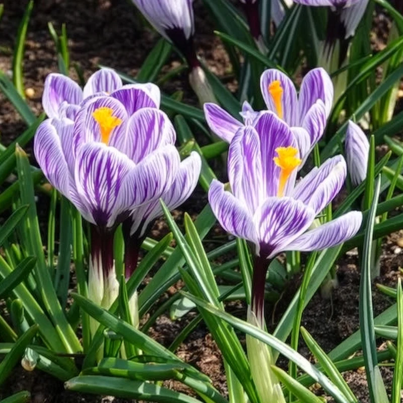 15 Crocus Pick Wick