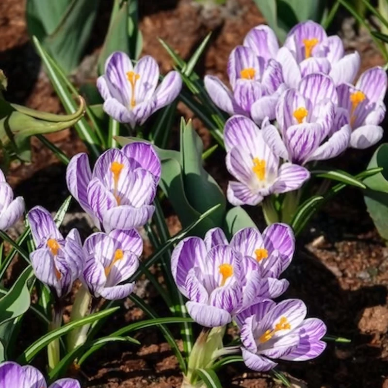 15 Crocus Pick Wick