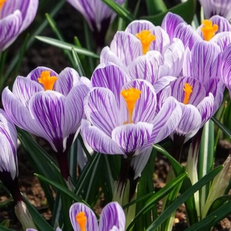15 Crocus Pick Wick