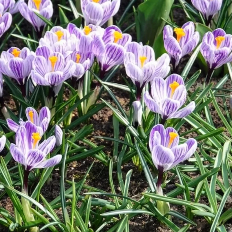 15 Crocus Pick Wick