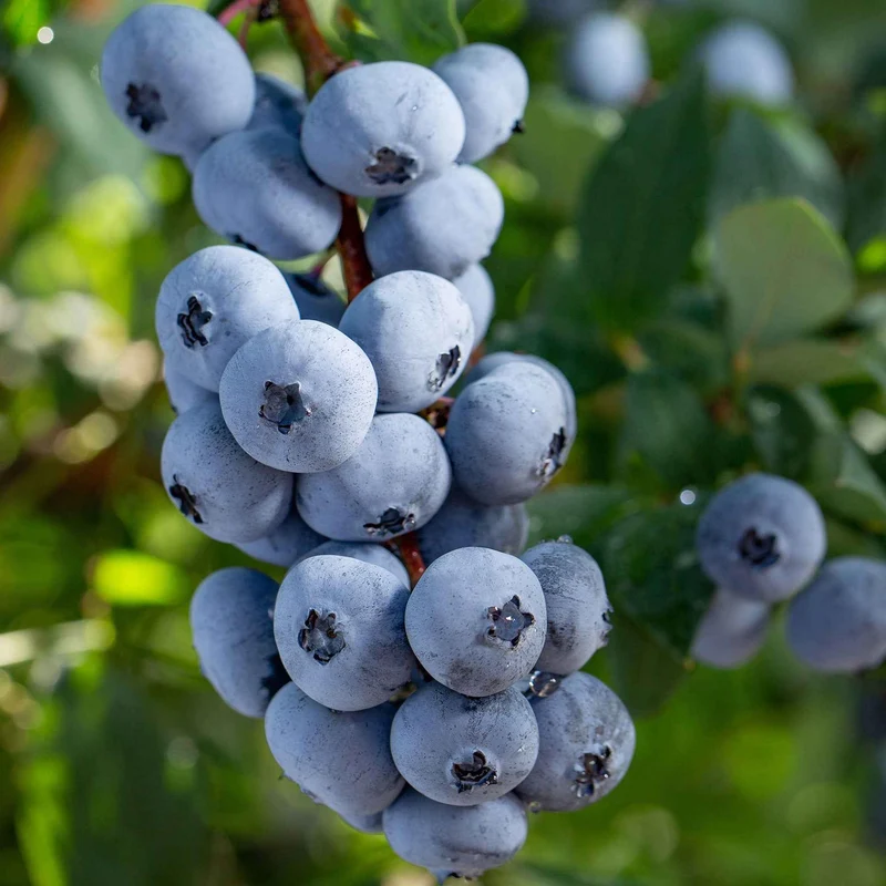 Myrtillier Brigitta Blue