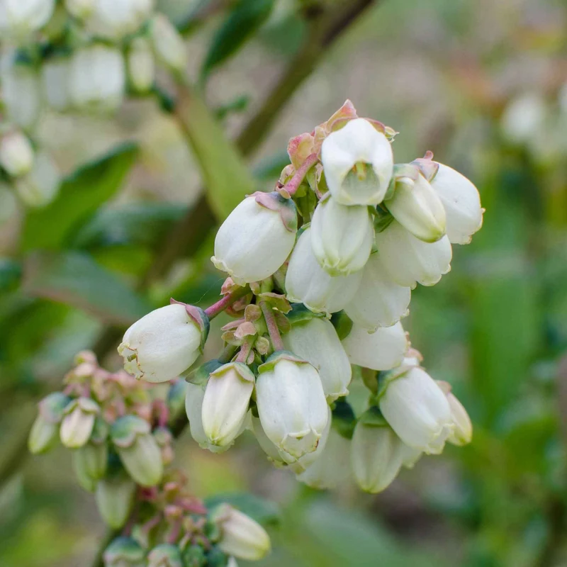 Myrtillier Brigitta Blue