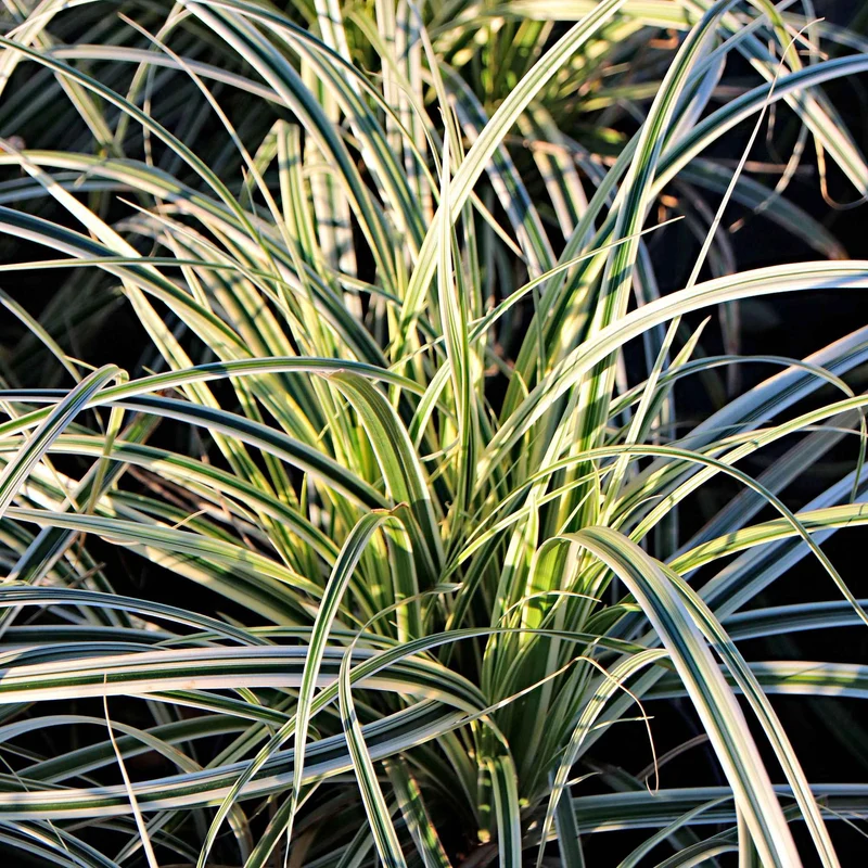 Laîche d'Oshima Everest - Carex Everest