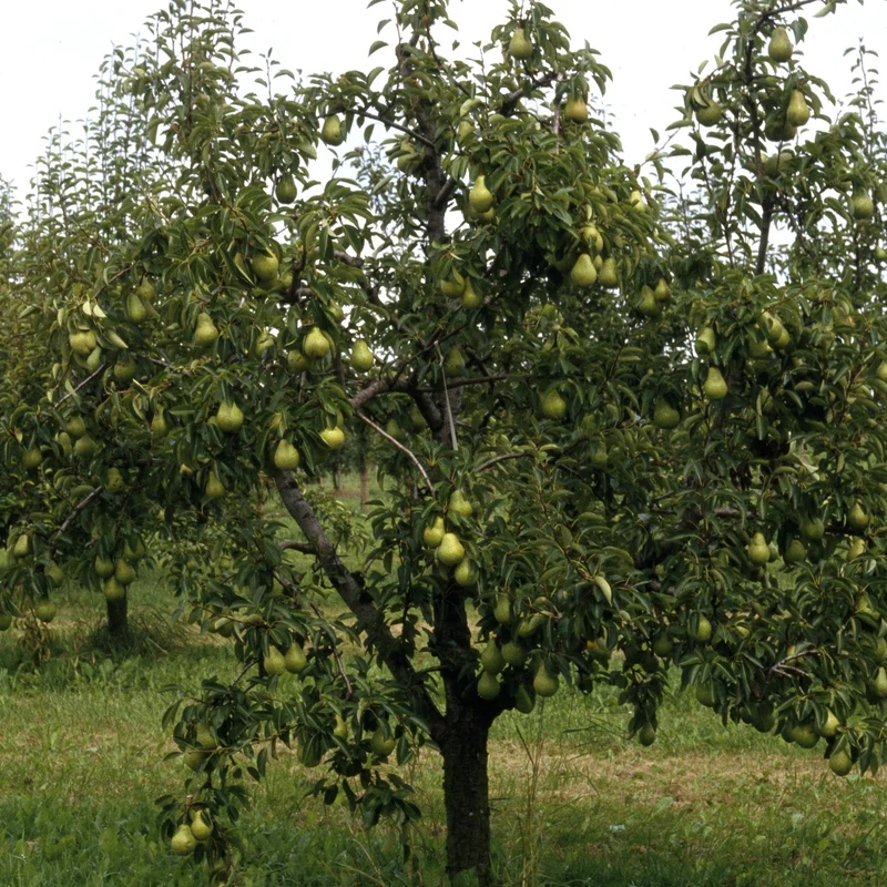 Poirier William's - Bon Chrétien