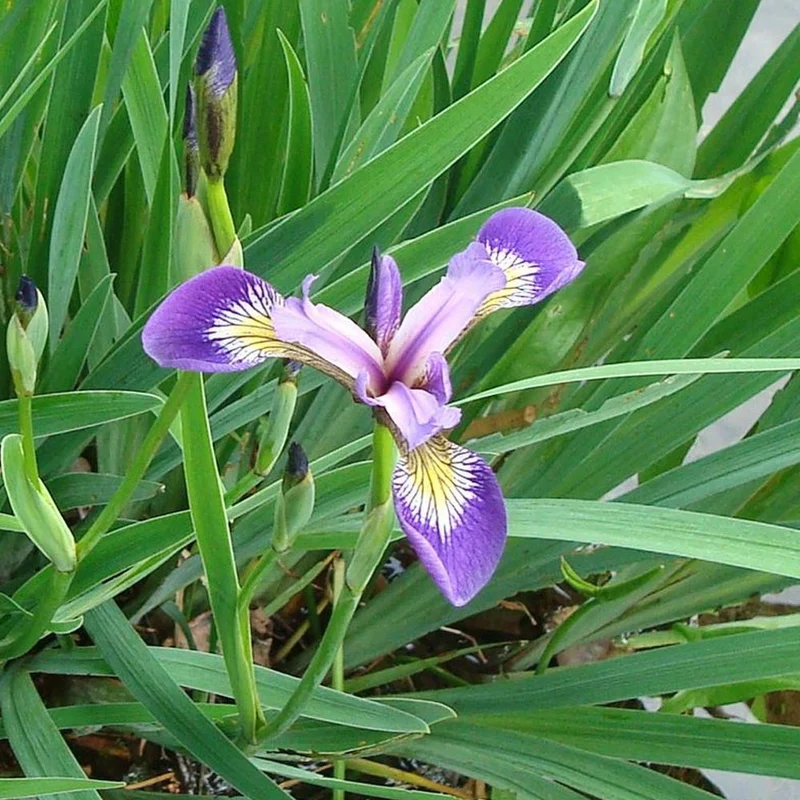 Iris versicolore