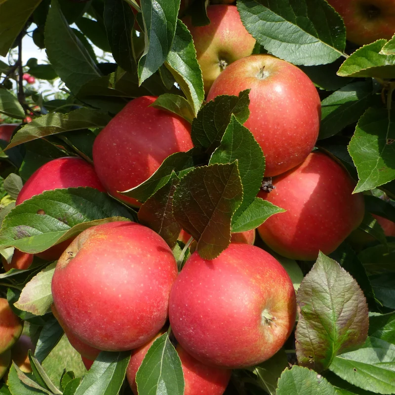 Pommier Elstar