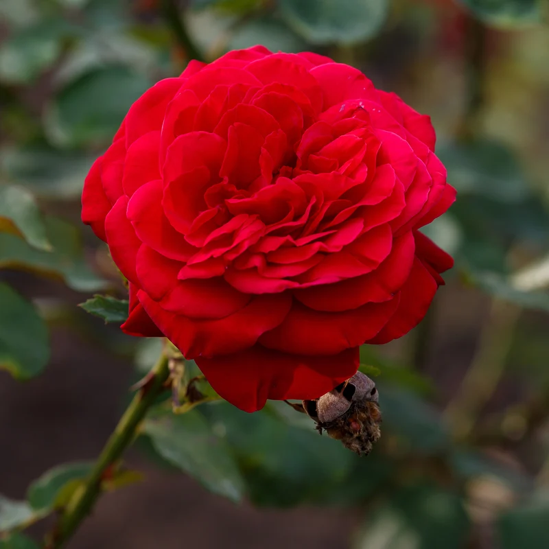Rosier Dame de Cœur