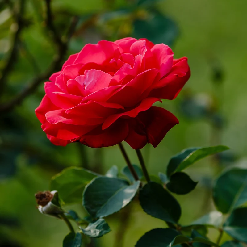 Rosier Dame de Cœur