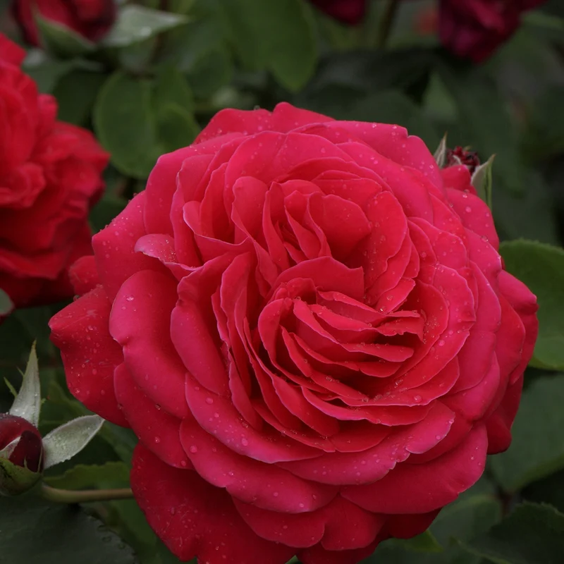 Rosier Dame de Cœur