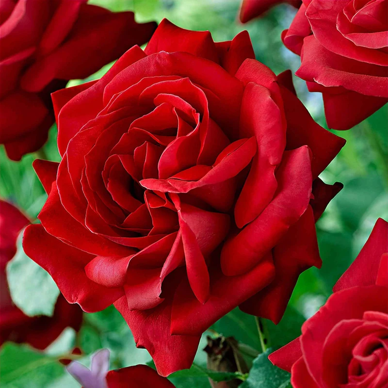 Rosier Dame de Cœur
