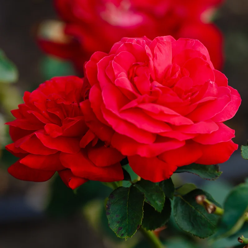 Rosier Dame de Cœur