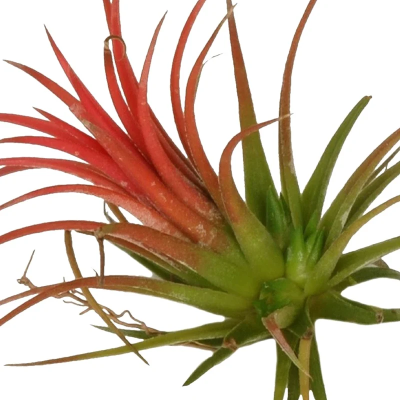 Tillandsia ionantha Rood XL