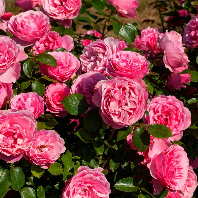 Rosier floribunda Leonardo da Vinci ® Medeauri
