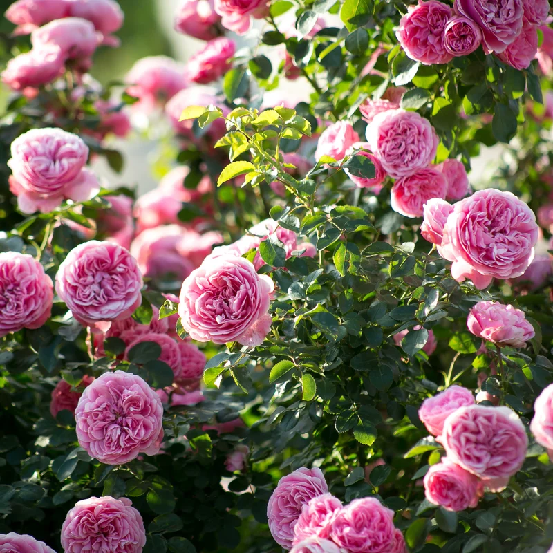 Rosier floribunda Leonardo da Vinci ® Medeauri