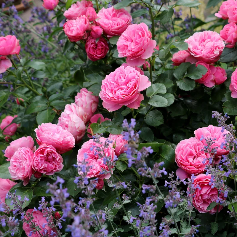 Rosier floribunda Leonardo da Vinci ® Medeauri