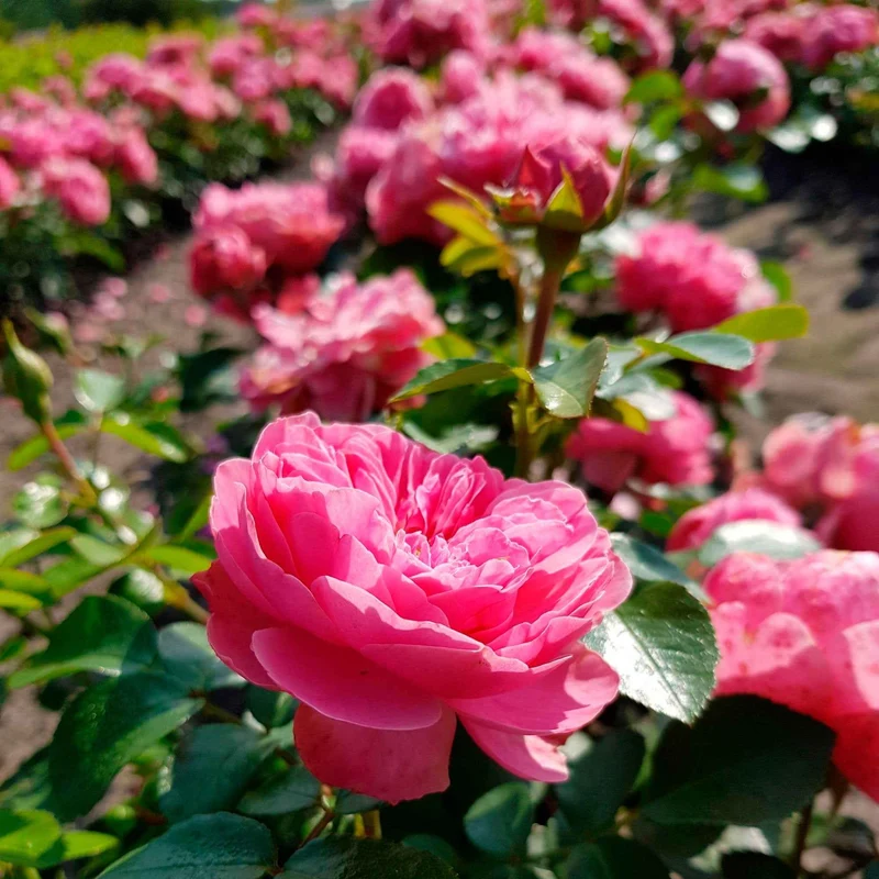 Rosier floribunda Leonardo da Vinci ® Medeauri