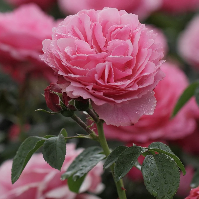 Rosier floribunda Leonardo da Vinci ® Medeauri