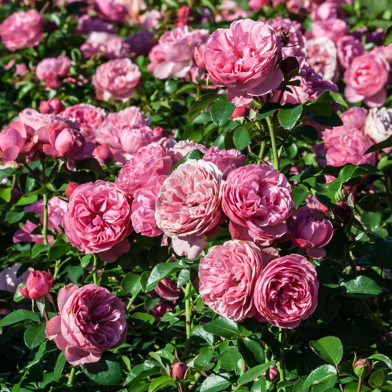 Rosier floribunda Leonardo da Vinci ® Medeauri