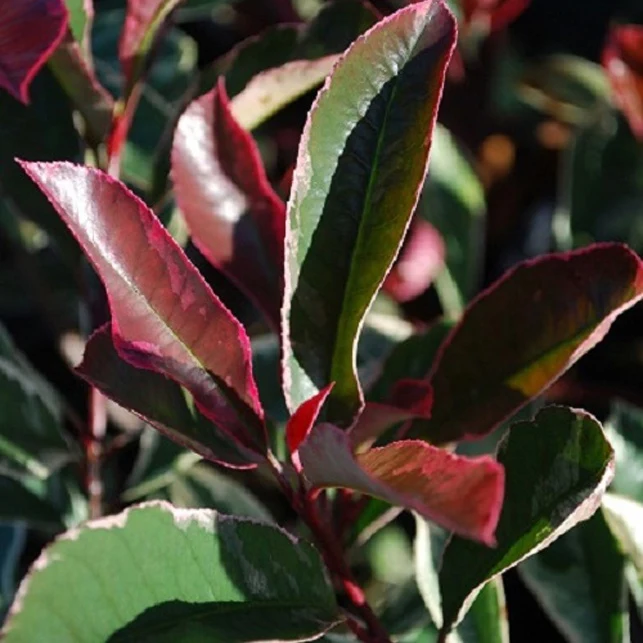 Photinia Pink Marble
