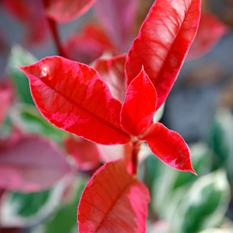 Photinia Pink Marble