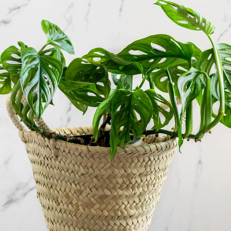 Philodendron Monstera Monkey Mask
