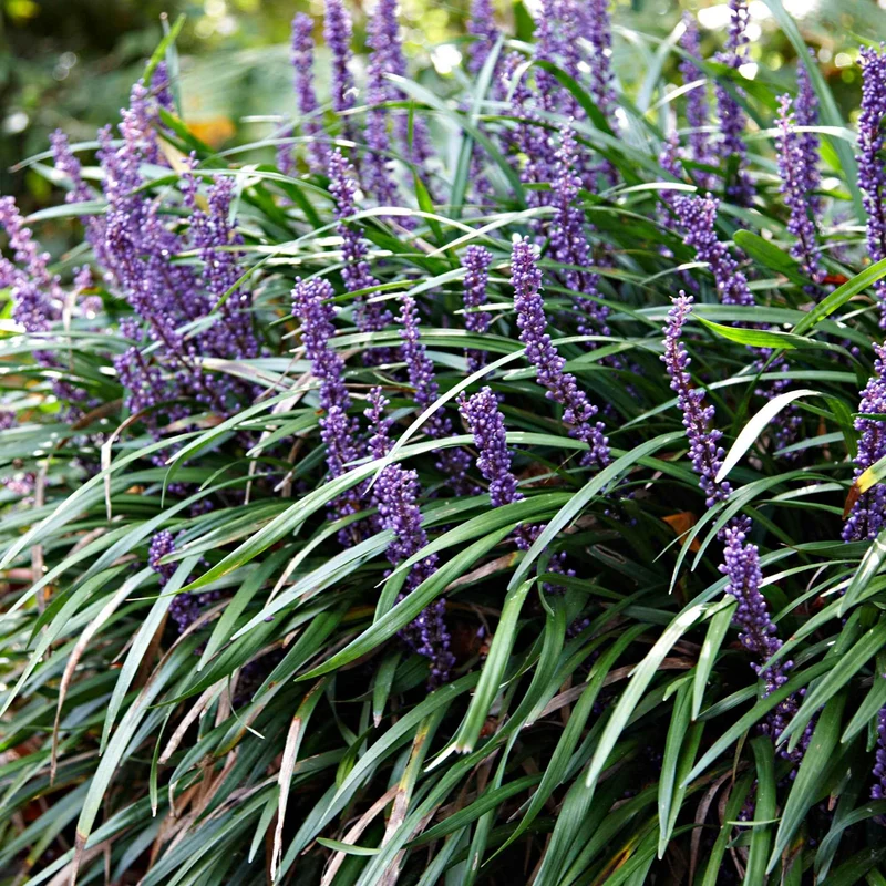 Liriope muscari Ingwersen