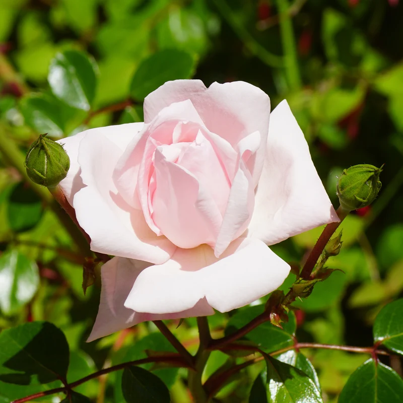 Rosier grimpant New Dawn