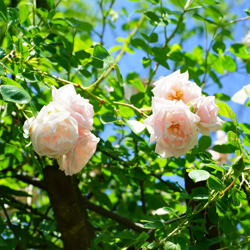Rosier grimpant New Dawn