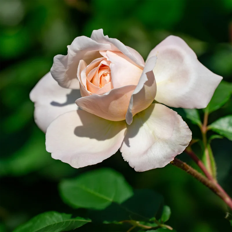 Rosier grimpant New Dawn