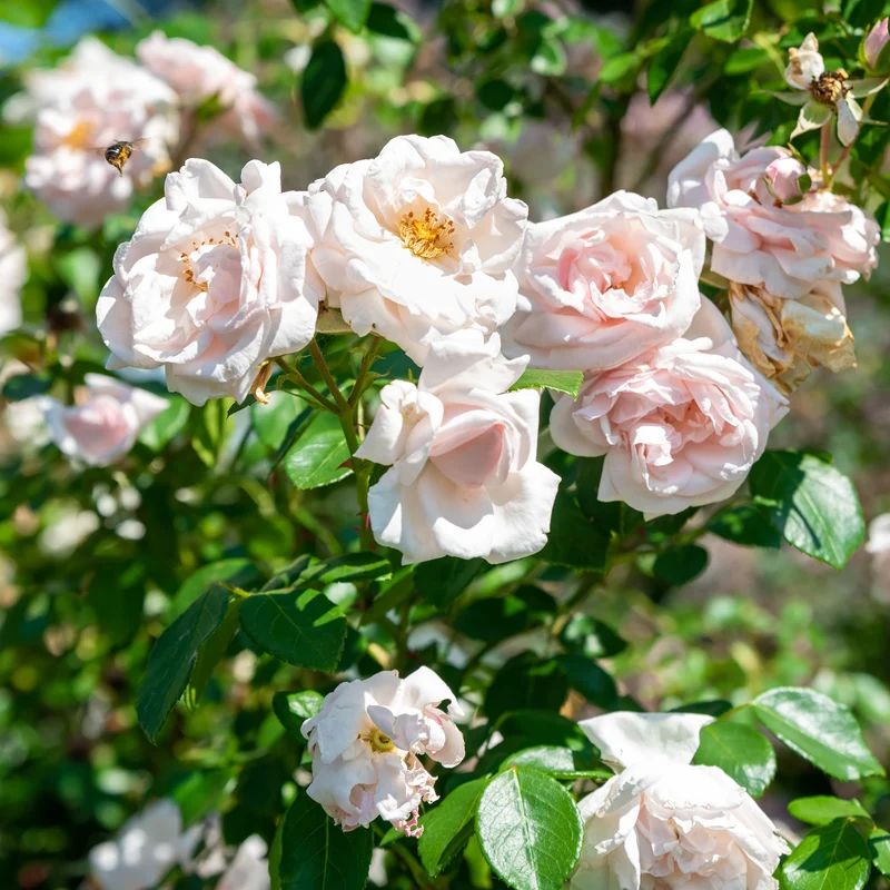 Rosier grimpant New Dawn