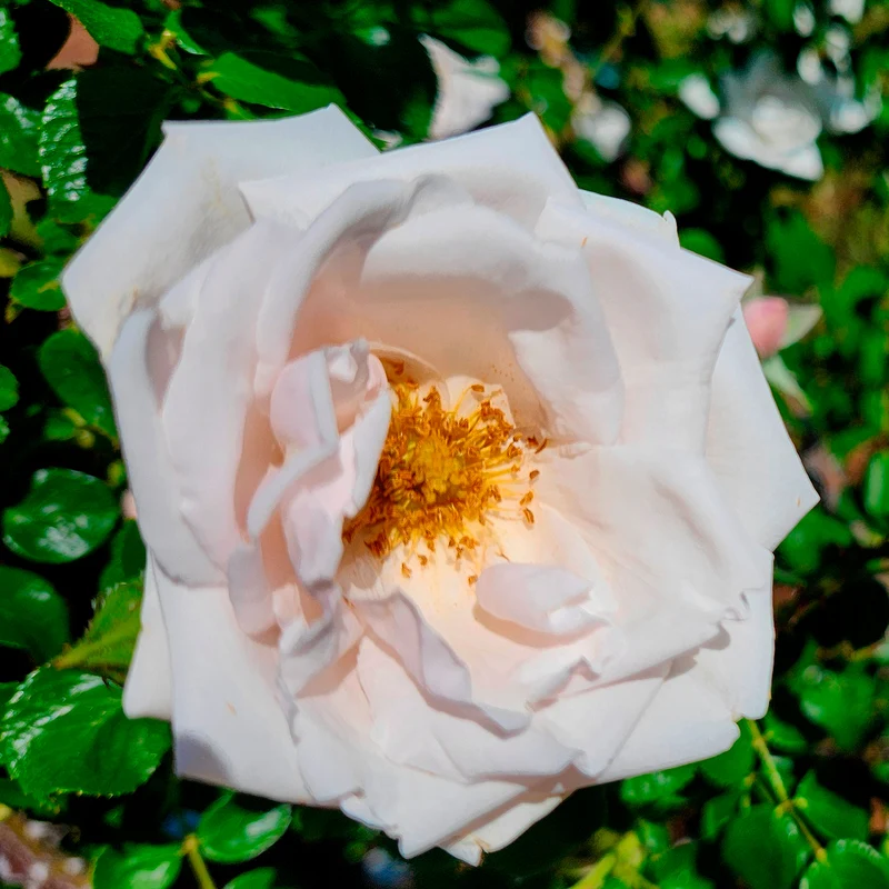 Rosier grimpant New Dawn