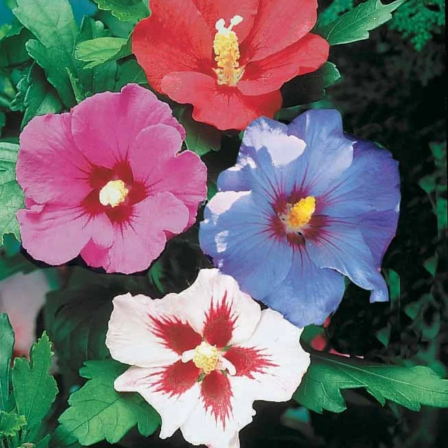 Haie de 5 Hibiscus de jardin