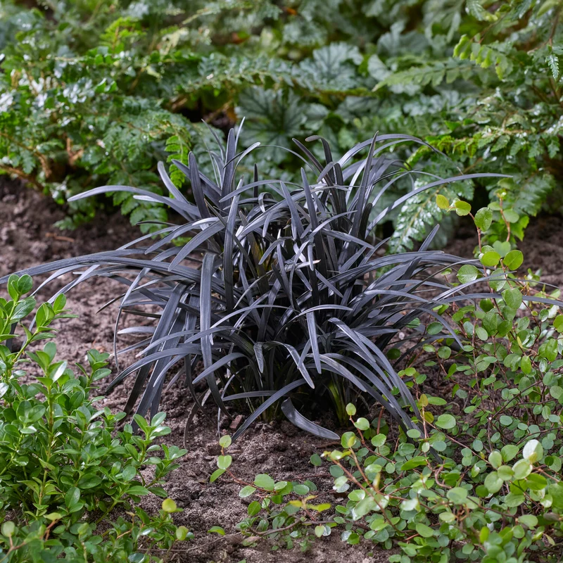 Ophiopogon noir