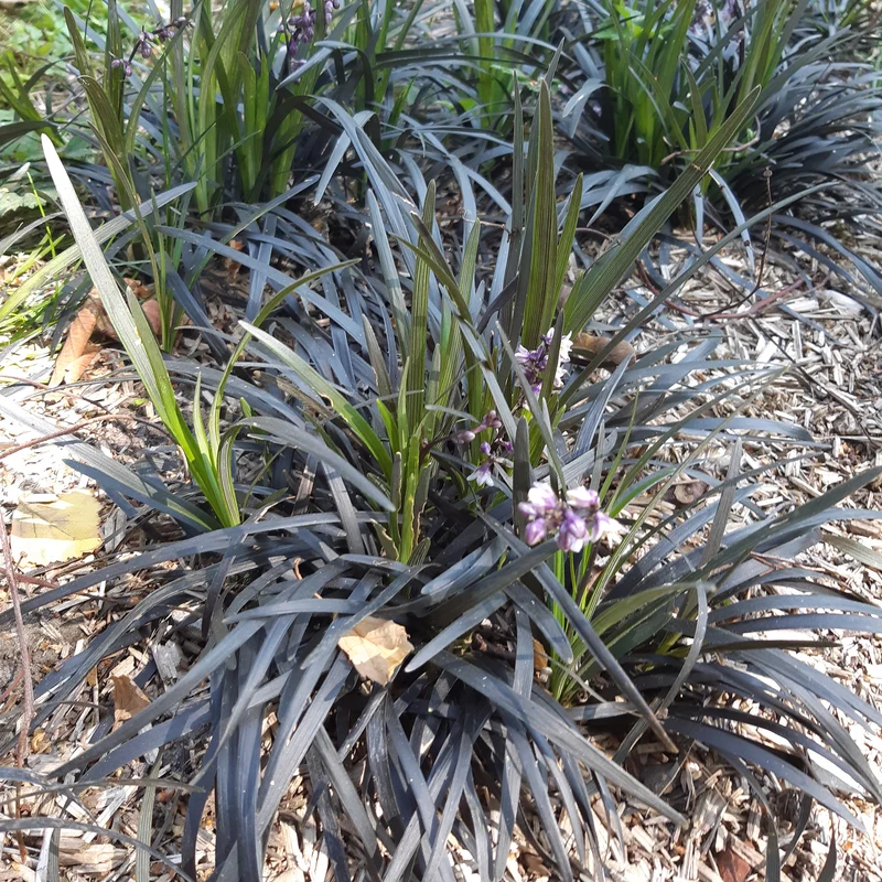 Ophiopogon noir