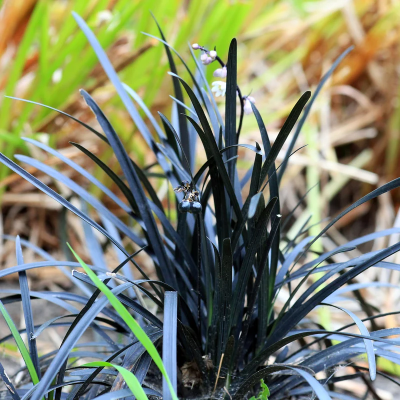 Ophiopogon noir