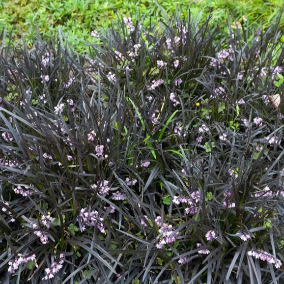 Ophiopogon noir