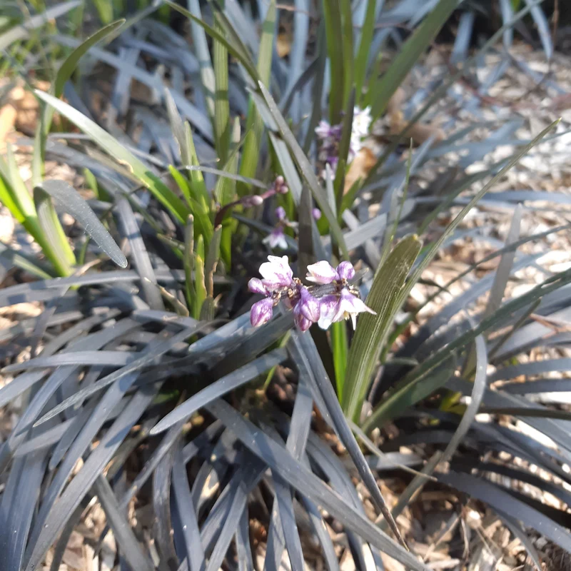Ophiopogon noir
