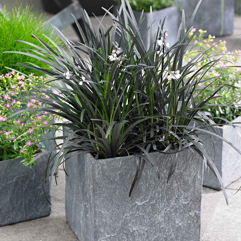 Ophiopogon noir