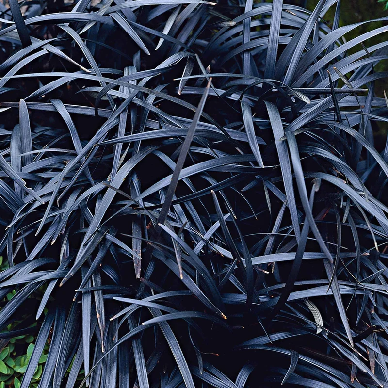 Ophiopogon noir
