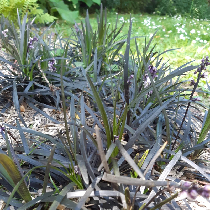 Ophiopogon noir